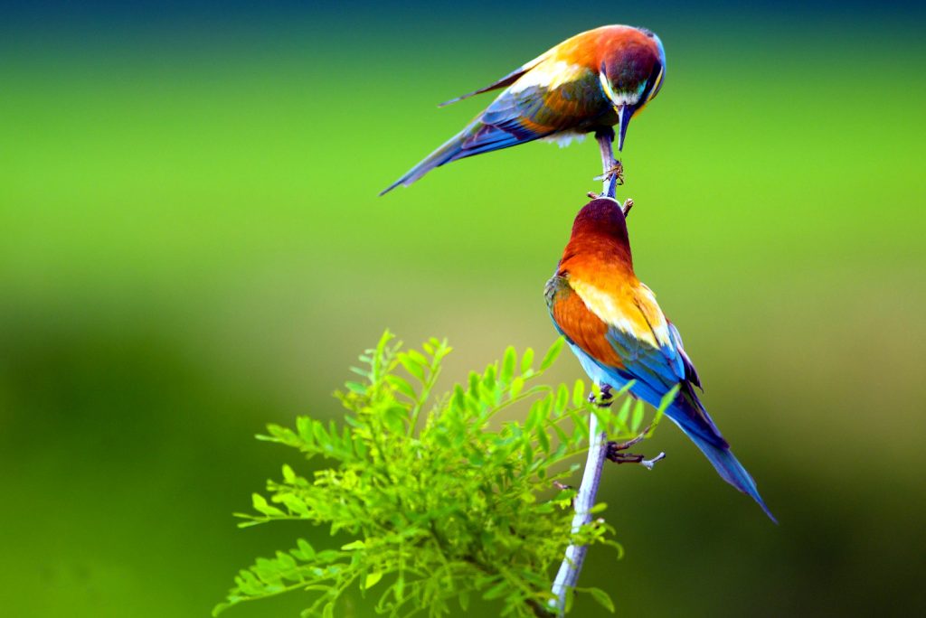 Fauna of Rosolina Mare – protected animals and birds in Veneto, Italy